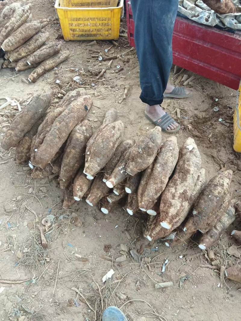 葛根加工葛根粉葛根厂货葛根次品葛根原产地葛根粉葛