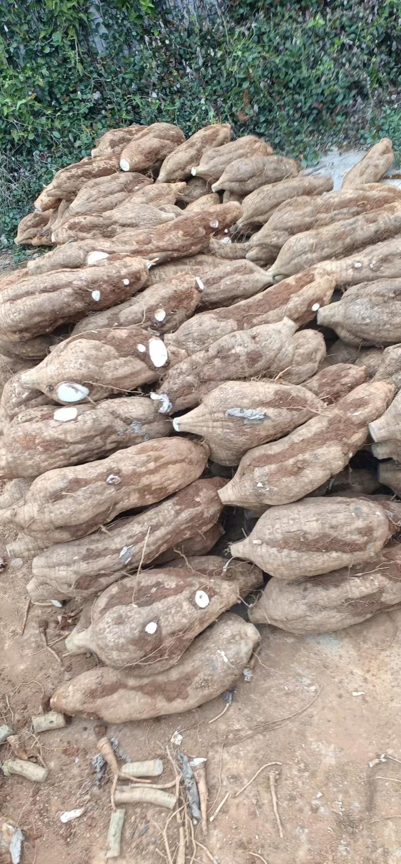 葛根加工葛根粉葛根厂货葛根次品葛根原产地葛根粉葛