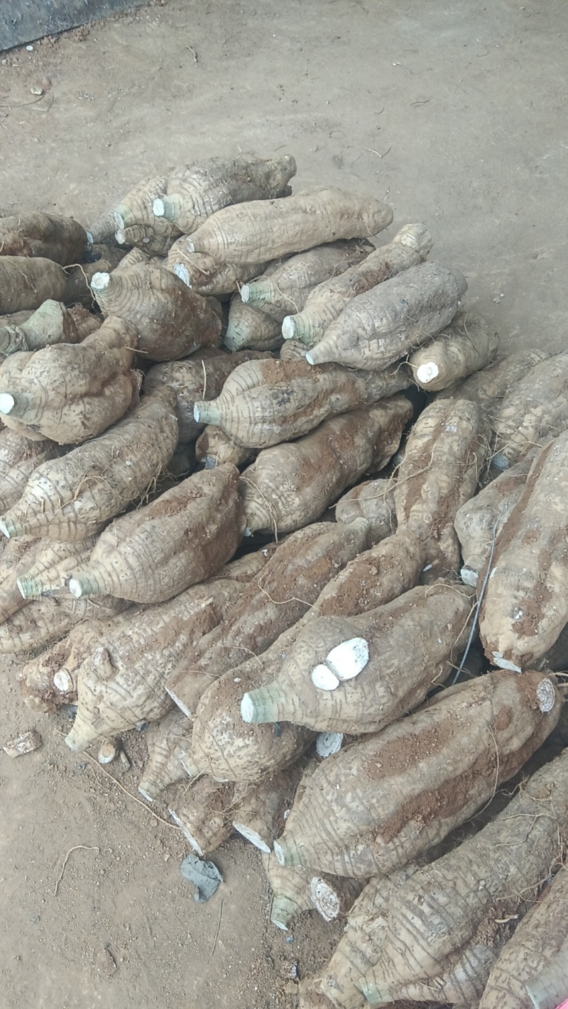 葛根加工葛根粉葛根厂货葛根次品葛根原产地葛根粉葛