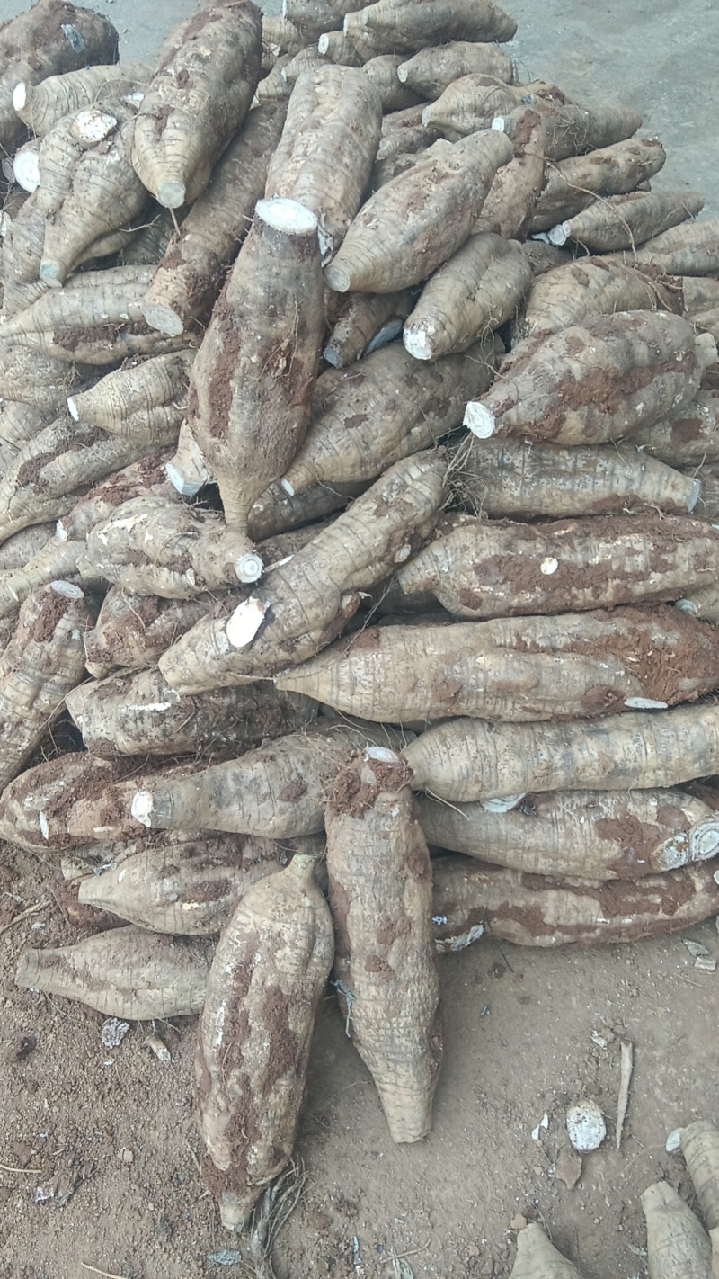 葛根加工葛根粉葛根厂货葛根次品葛根原产地葛根粉葛