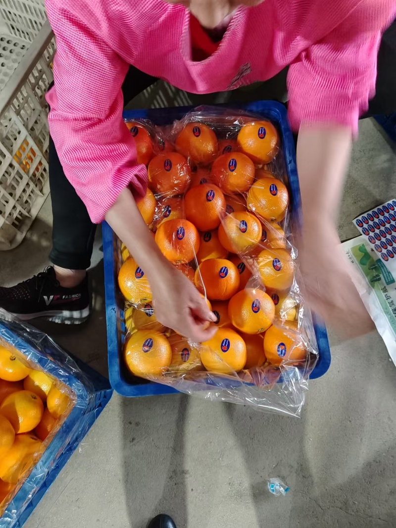 湖北脐橙橙子纽荷尔脐橙秭归脐橙一手货源品质保证货源充足