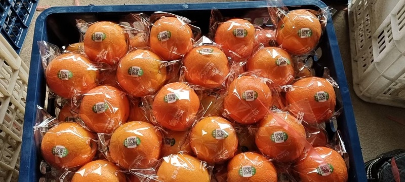 湖北脐橙橙子纽荷尔脐橙秭归脐橙一手货源品质保证货源充足