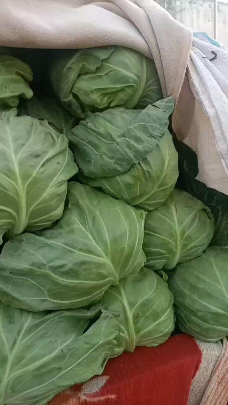 精品甘蓝，货源充足，产地直发，诚信经营，欢迎客商来电
