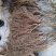 猕猴桃苗规格齐全成活率高适合嫁接现挖现发