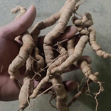 巴戟干货抽心干货加工干货