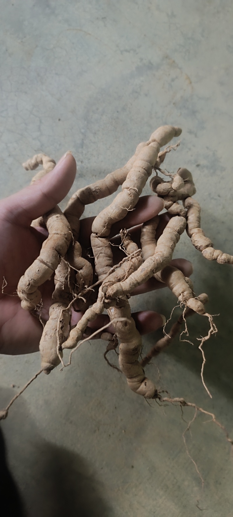 巴戟干货抽心干货加工干货