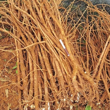 小叶红皮千斤拔产地直供