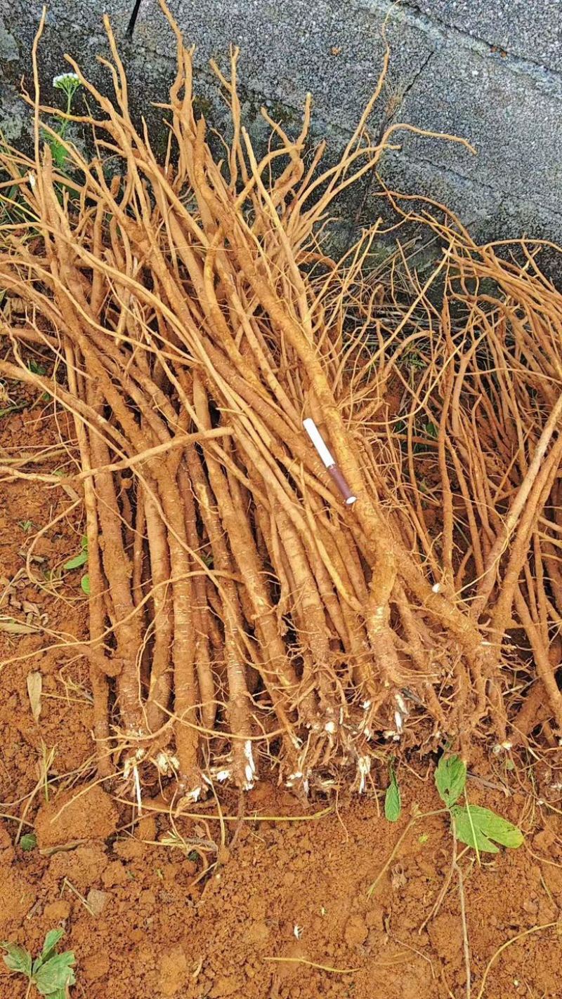 小叶红皮千斤拔产地直供