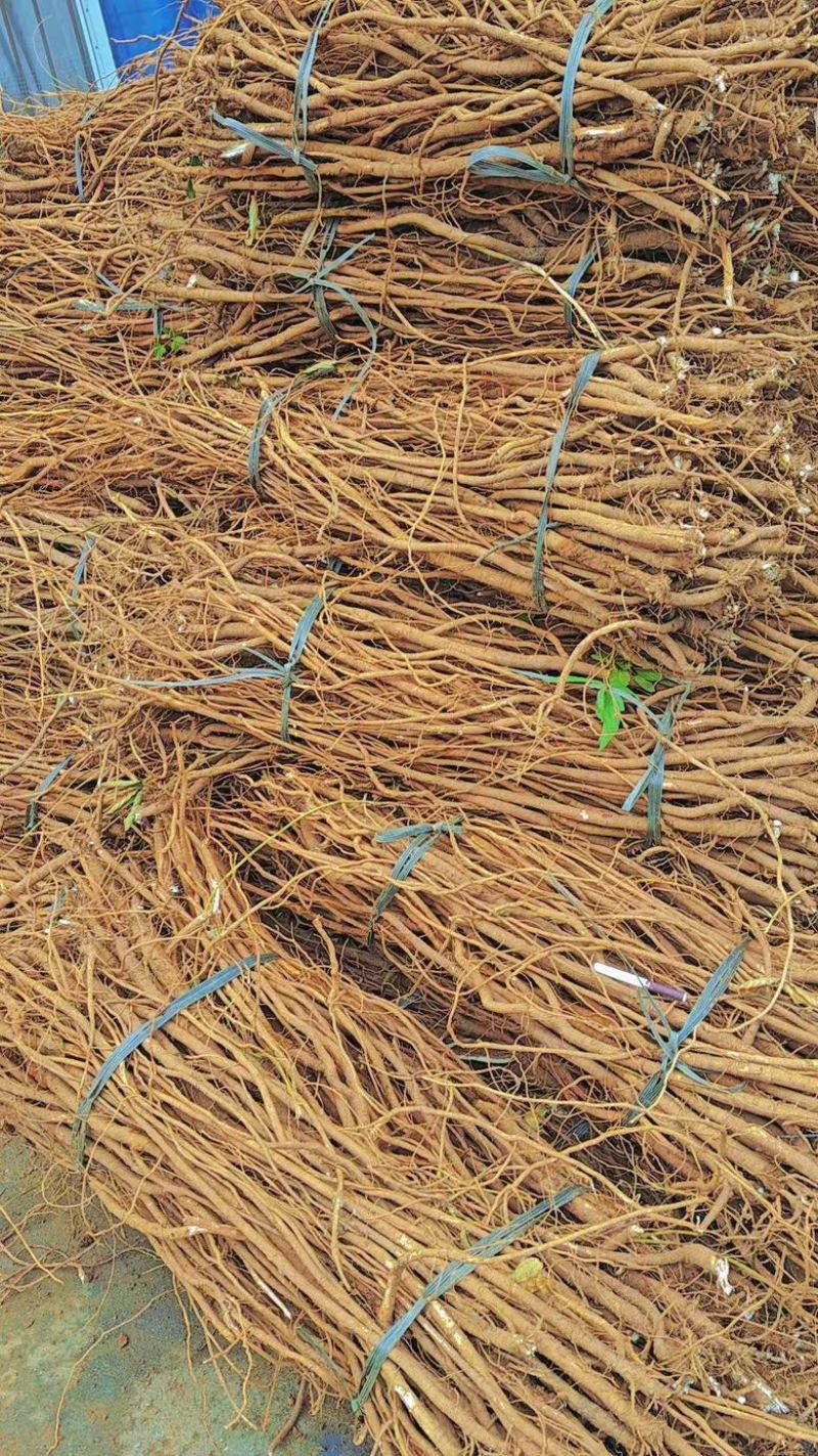 小叶红皮千斤拔产地直供