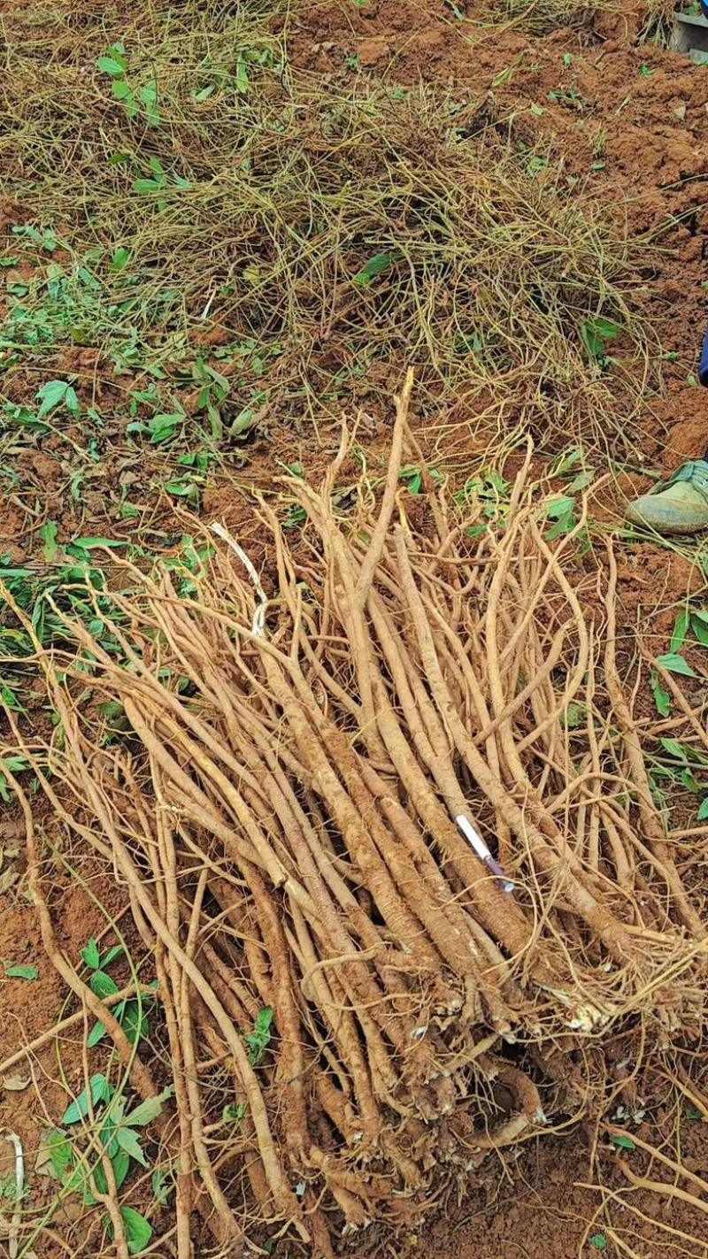 小叶红皮千斤拔产地直供