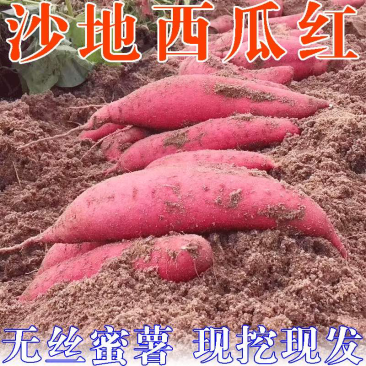 当季高山西瓜红薯番薯农家土蜜薯流油沙地烟薯现挖地瓜西瓜红