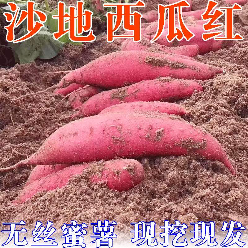 当季高山西瓜红薯番薯农家土蜜薯流油沙地烟薯现挖地瓜西瓜红