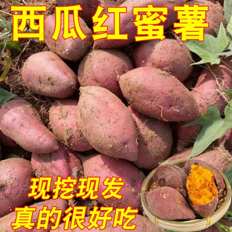当季高山西瓜红薯番薯农家土蜜薯流油沙地烟薯现挖地瓜西瓜红