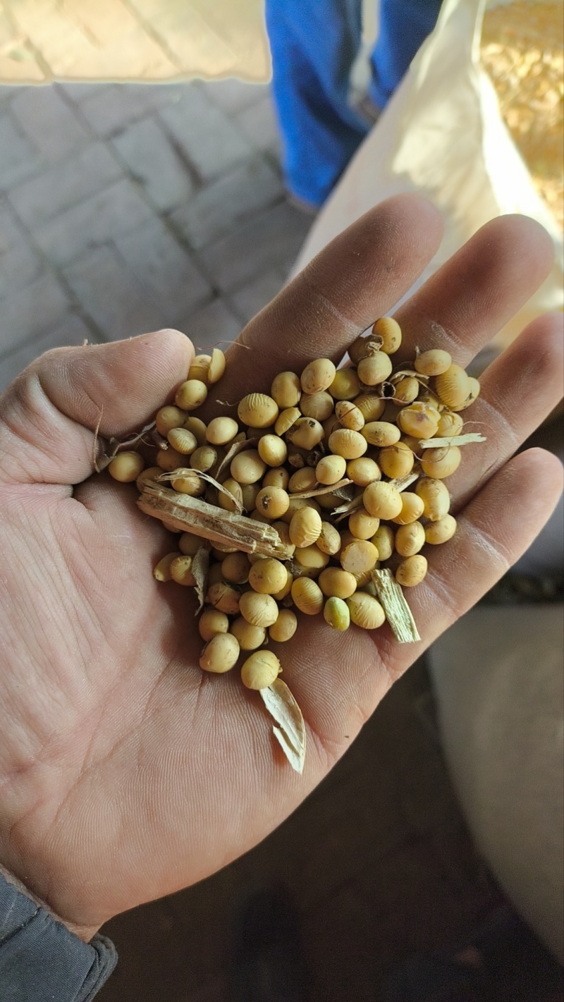 中大颗粒黄豆毛粮