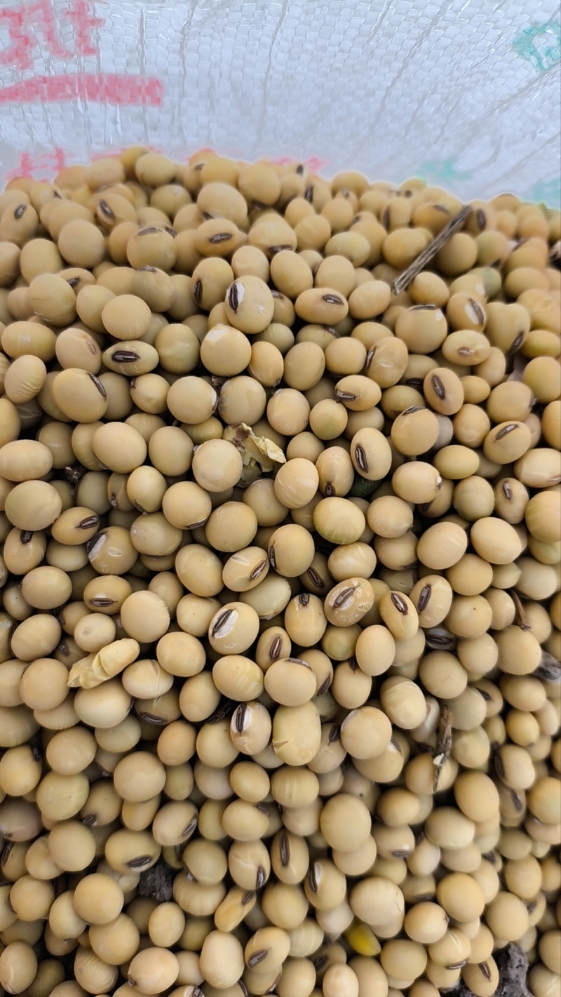 中大颗粒黄豆毛粮