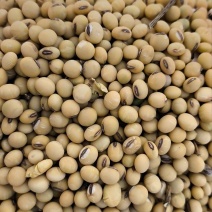 中大颗粒黄豆毛粮