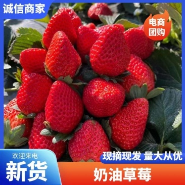 大凉山露天草莓一件代发,给你价格,品质优势,欢迎各大客商