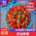 大凉山露天草莓一件代发,给你价格,品质优势,欢迎各大客商