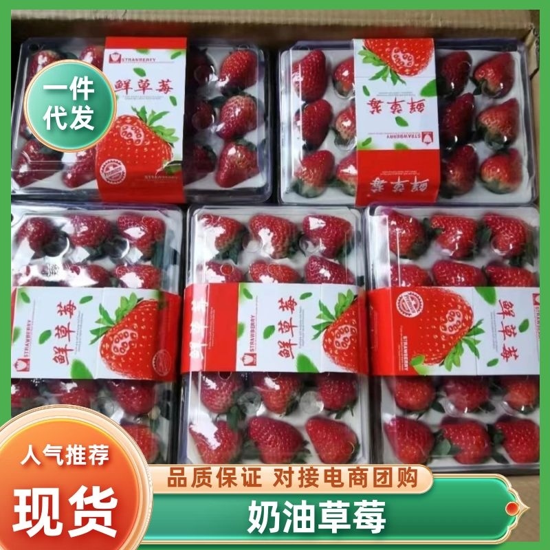 大凉山露天草莓一件代发，给你价格，品质优势，欢迎各大客商