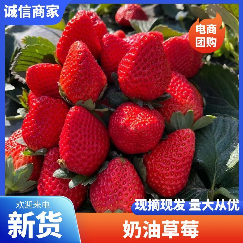 大凉山露天草莓一件代发，给你价格，品质优势，欢迎各大客商