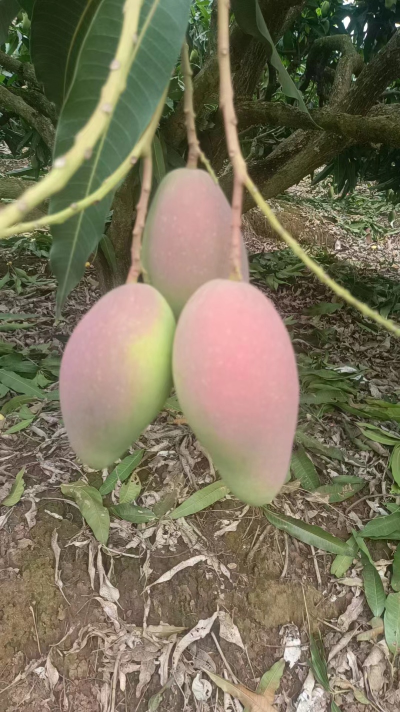 海南芒果-贵妃芒产地直发大量上市对接电商商超社团平台