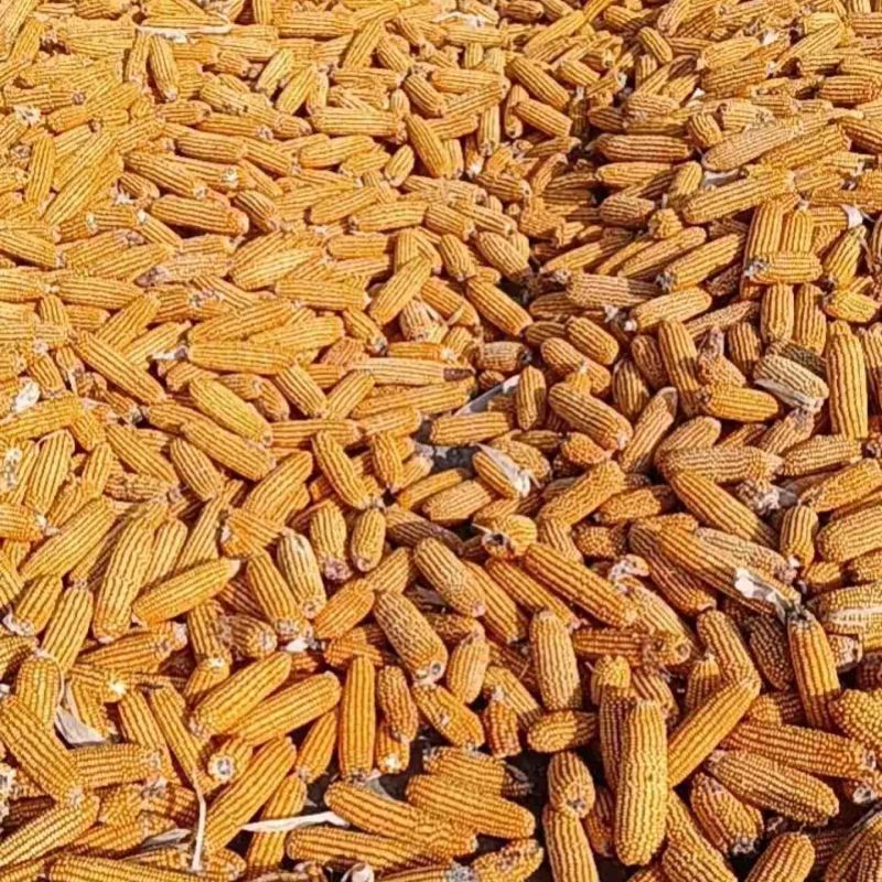 【优选】河北沧州玉米粒现货批发量大价优欢迎来电咨询