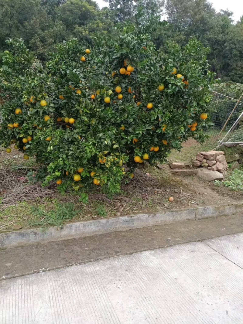 【精品纽荷尔脐橙】基地现货直发，皮薄多汁甘甜价格实惠