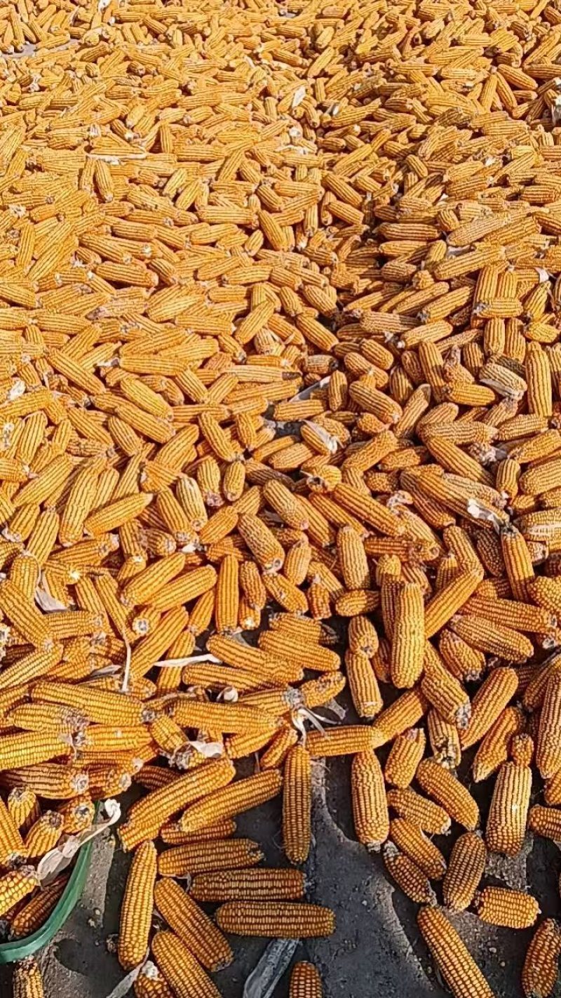 【优选】河北沧州玉米粒现货批发量大价优欢迎来电咨询