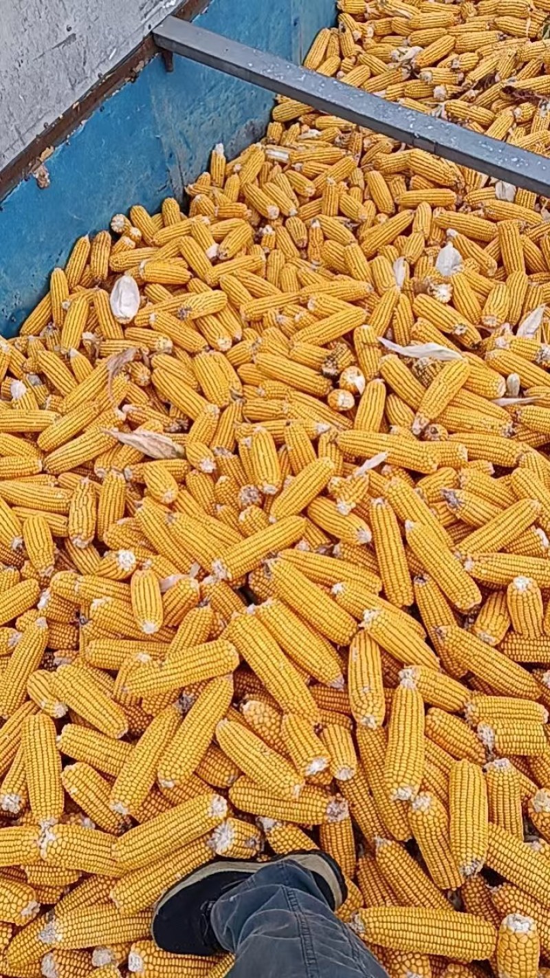 【优选】河北沧州玉米粒现货批发量大价优欢迎来电咨询