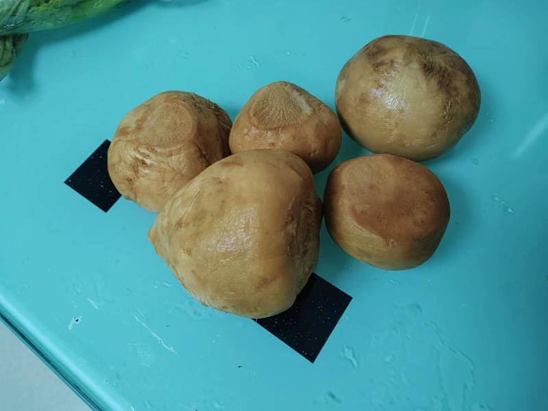 腌制芥菜嘎达品种好