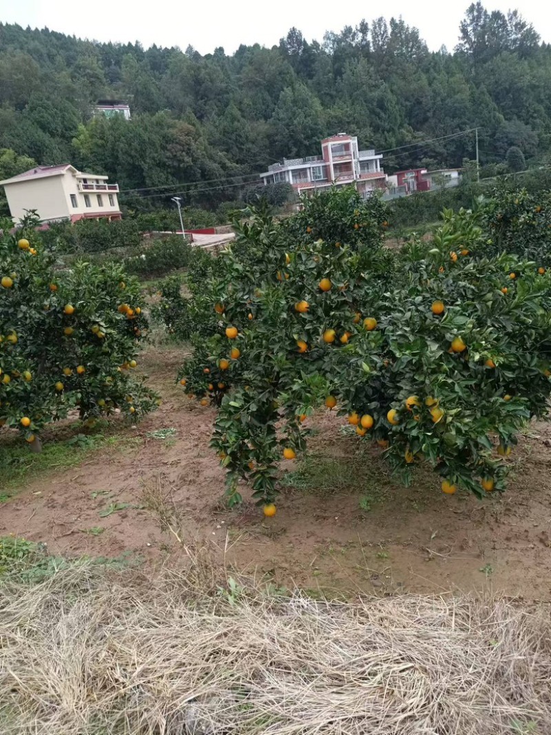 纽荷尔脐橙，四川苍溪基地直发，大量供应价格实惠欢迎来电