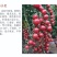 圣女果苗金太阳水果小番茄苗成活率高欢迎来电洽谈合作
