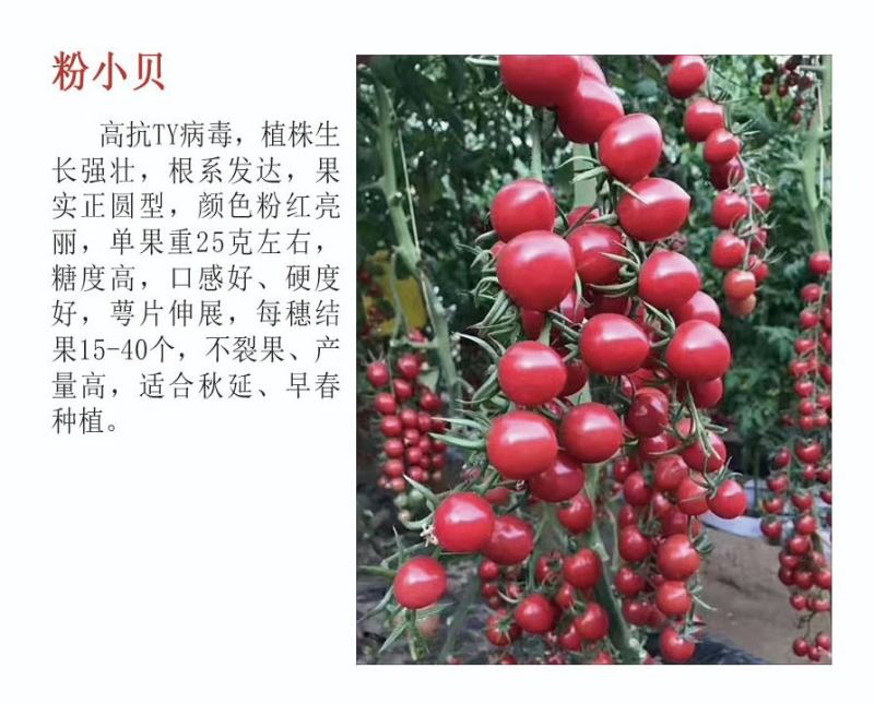 圣女果苗金太阳水果小番茄苗成活率高欢迎来电洽谈合作
