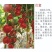 圣女果苗金太阳水果小番茄苗成活率高欢迎来电洽谈合作
