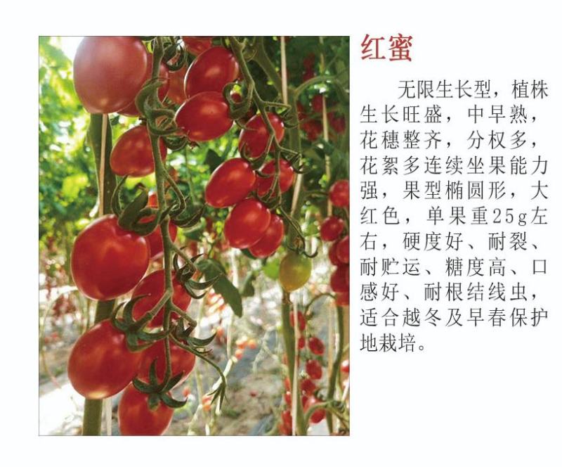 圣女果苗金太阳水果小番茄苗成活率高欢迎来电洽谈合作