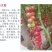 圣女果苗金太阳水果小番茄苗成活率高欢迎来电洽谈合作