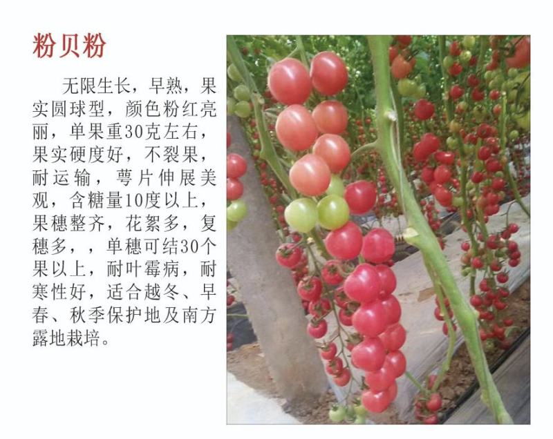 圣女果苗金太阳水果小番茄苗成活率高欢迎来电洽谈合作