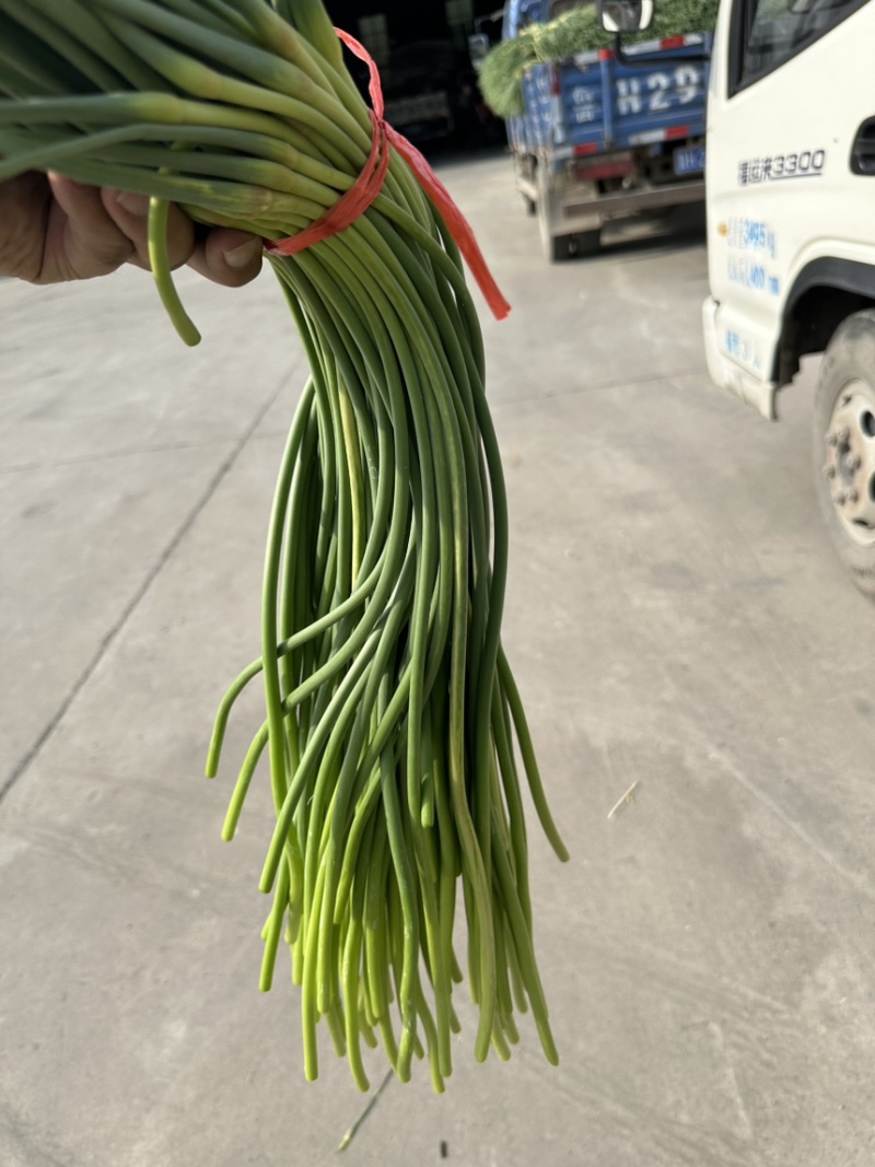 聊城杂交红毛蒜苔以质论价量大从优一条龙服务量大从优