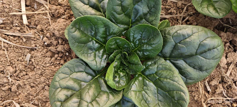 自家种植精品趴地菠菜