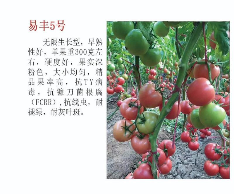 硬粉西红柿苗粉果番茄苗耐低温抗性好高产好管理