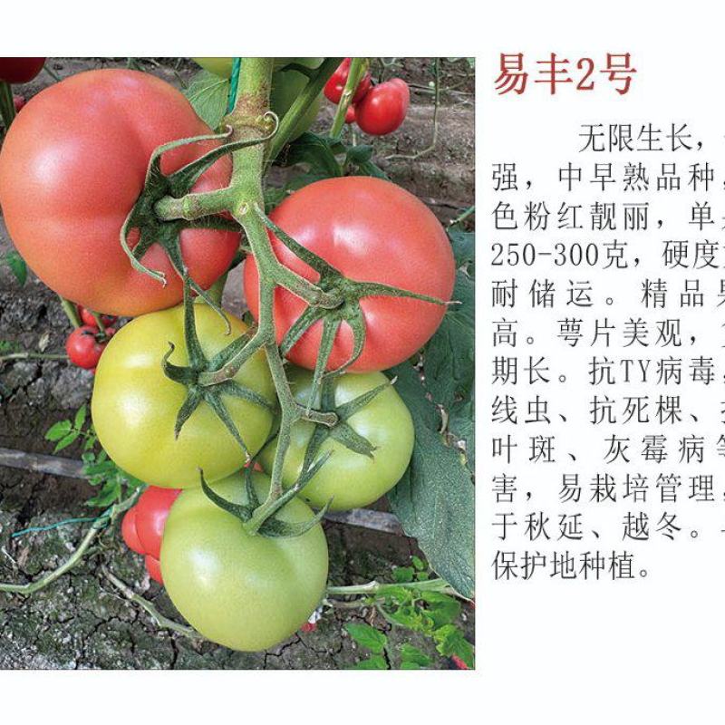 硬粉西红柿苗粉果番茄苗耐低温抗性好高产好管理