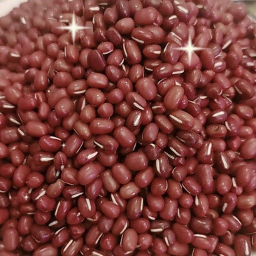 黑龙江红小豆批发