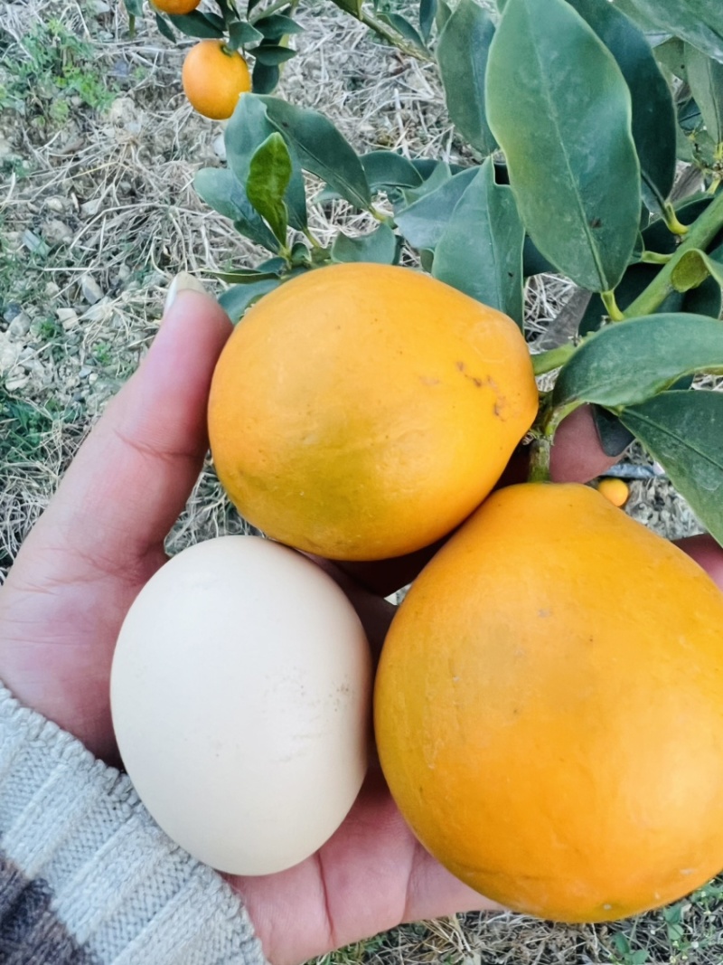 脆甜金橘，脆蜜、滑皮都大量有货