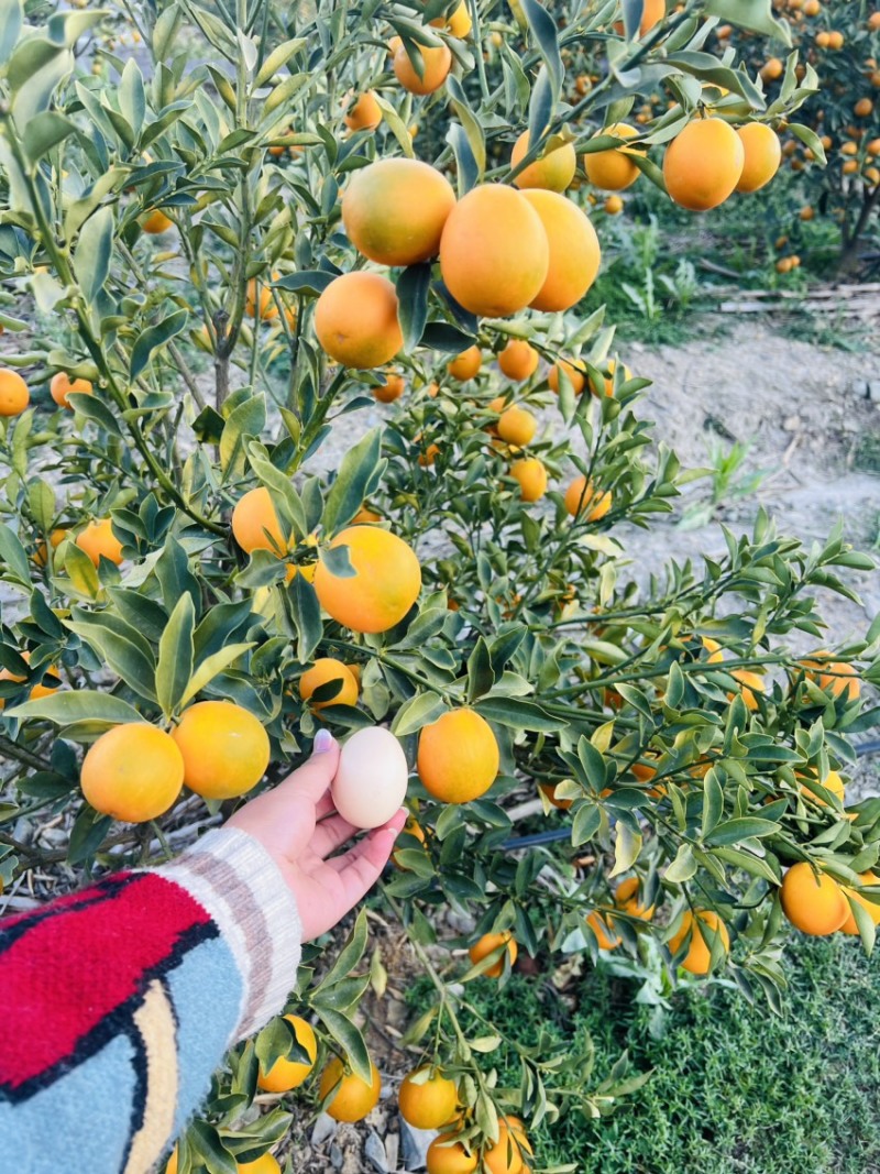 脆甜金橘，脆蜜、滑皮都大量有货