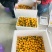 脆甜金橘，脆蜜、滑皮都大量有货