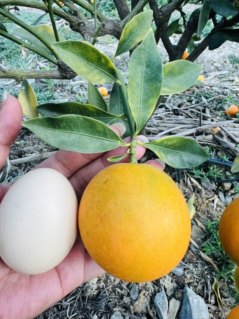 脆甜金橘，脆蜜、滑皮都大量有货