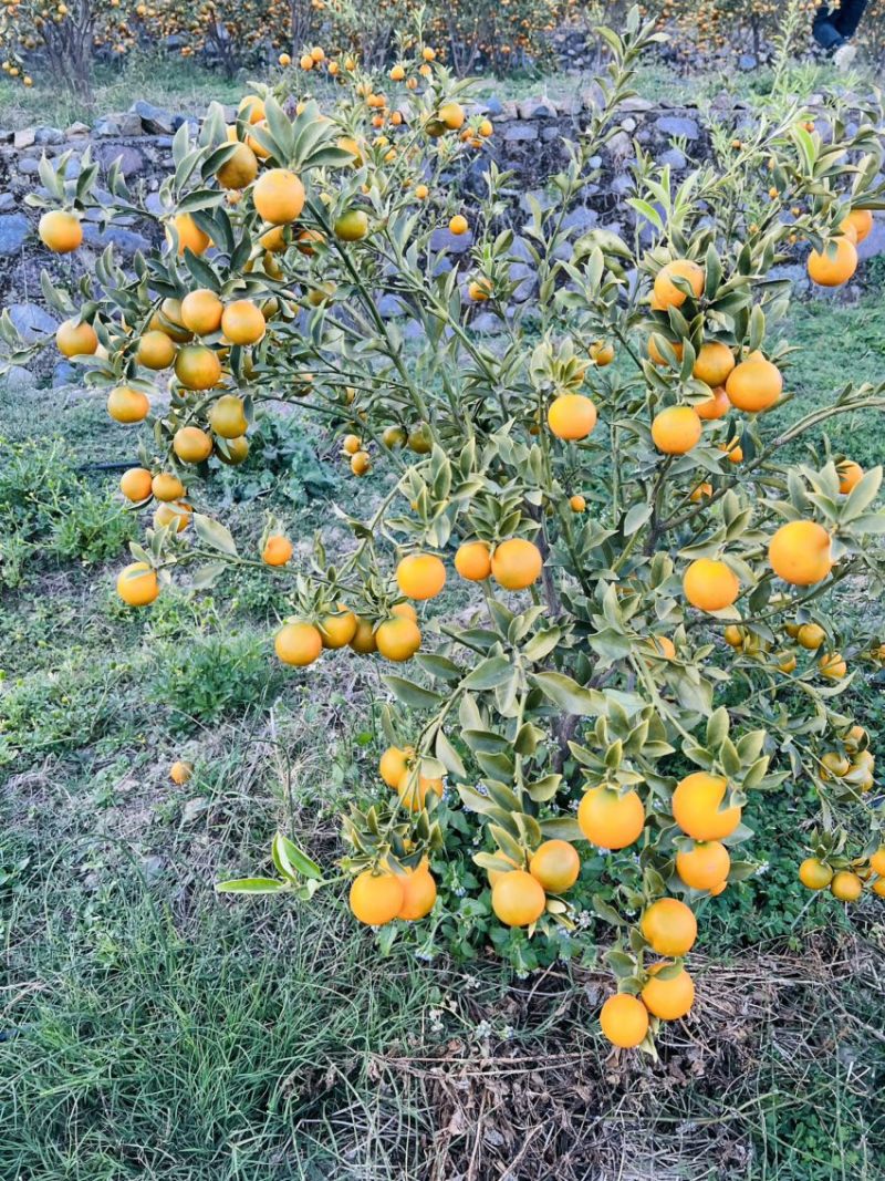 脆甜金橘，脆蜜、滑皮都大量有货