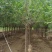暴马丁香5公分