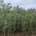 樱花新苗1公分～1.5公分