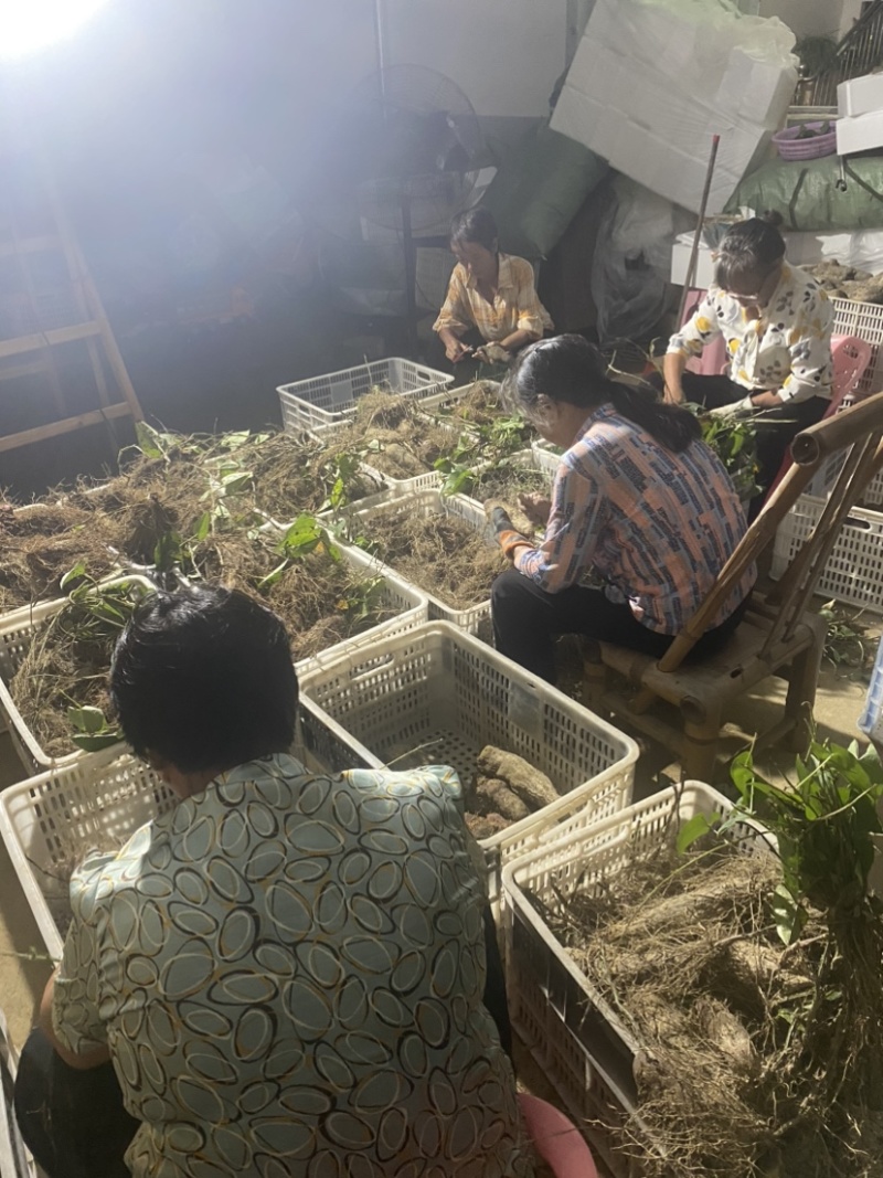 紫山药赣州市安远县产承接市场商超批发